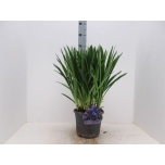 Agapanthus Lembeliilia dr brouwer 23cm