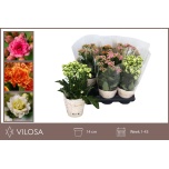 Kalanchoe Kalanhoe ov 14cm