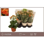 Kalanchoe Kalanhoe ov 14cm