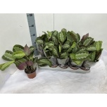 Maranta leuconeura other 12cm