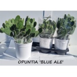 Cactus Kaktus Opuntia 19cm
