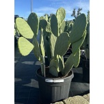 Opuntia Viigikaktus 50cm h130