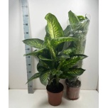 Dieffenbachia Diifenbahhia tropic snow 21cm