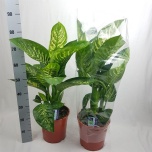 Dieffenbachia seg. Tropic Snow 24/85cm
