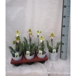 Paphiopedilum other 11cm