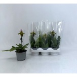 Paphiopedilum other 9cm