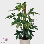 Philodendron pedatum 21cm