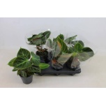 Philodendron Filodendron other 12cm