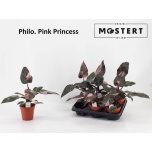 Philodendron Filodendron other 12cm
