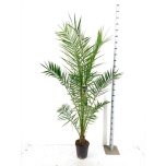 Phoenix canariensis Kanaari datlipalm 24cm h165cm