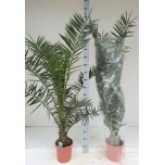 Phoenix canariensis Kanaari datlipalm 24cm h165cm