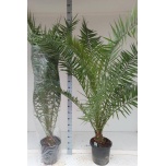 Phoenix canariensis 26cm