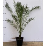 Phoenix canariensis Kanaari datlipalm 50cm h270cm