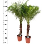 Phoenix roebelenii Laose datlipalm 27cm