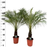 Phoenix roebelenii Laose datlipalm 27cm