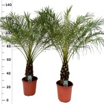Phoenix roebelenii Laose datlipalm 27cm