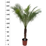 Phoenix roebelenii 32cm h180
