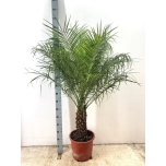 Phoenix roebelenii 33cm