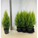 Cupressus Küpress Wilma 17cm