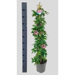 Passiflora Kannatuslill Victoria 21cm