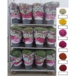 Chrysanthemum indi grp mixed trolley 29cm