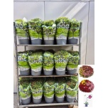 Chrysanthemum Krüsanteem indi mixed trolley 29cm