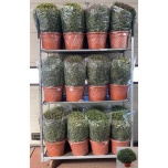 Chrysanthemum indi gr mixed trolley 33cm XXXL