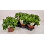 Crassula swaziensis variegata amplis 14cm