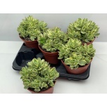 Crassula Turdleht other 15cm