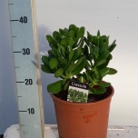Crassula Ovata 21cm