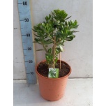 Crassula Turdleht other 24cm