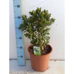 Crassula Turdleht ovata 24cm