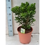 Crassula Turdleht other 24cm