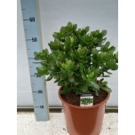 Crassula Turdleht other 27cm