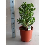 Crassula Turdleht other 27cm