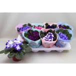 Saintpaulia mixed 12cm