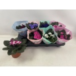 Saintpaulia Varjukannike mix 12cm