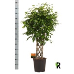 Ficus Viigipuu benjamina exotica 27cm