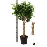 Ficus Viigipuu benjamina exotica 32cm