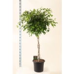 Ficus benjamina exotica 40cm