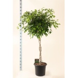 Ficus benjamina exotica 40cm