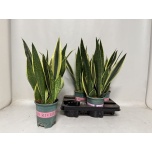 Sansevieria Havisaba trifasciata 14cm