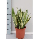 Sansevieria Havisaba trifasciata other 21cm