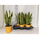 Sansevieria Havisaba trifasciata Laurentii 15cm