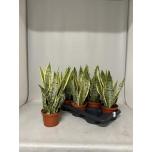 Sansevieria Havisaba trifasciata laurentii 16cm