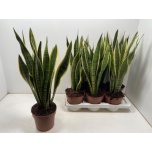 Sansevieria trifasciata Laurentii 17cm