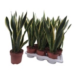 Sansevieria Havisaba trifasciata laurentii 17cm