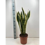 Sansevieria Havisaba trifasciata laurentii 21cm