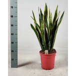 Sansevieria Havisaba trifasciata laurentii 21cm