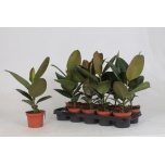 Ficus elastica robusta 12cm